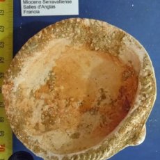 Coleccionismo de fósiles: ESPECTACULAR M. GLYCYMERIS BIMACULATA, MIOCENO SERRAVALLIENSE, YAC. DE SALLES D´ANGLAS. INN FOS1-F25. Lote 257710350