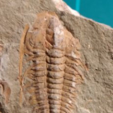Collezionismo di fossili: TRILOBITES FOSIL HAMATOLENUS. ORDOVICICO. MARRUECOS.. Lote 260745175