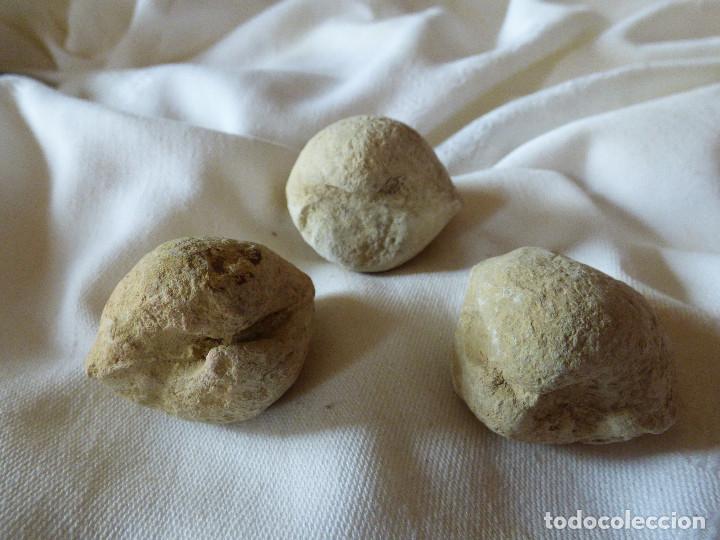 Coleccionismo de f&oacute;siles: Fosil,Bivalvo. - Foto 2