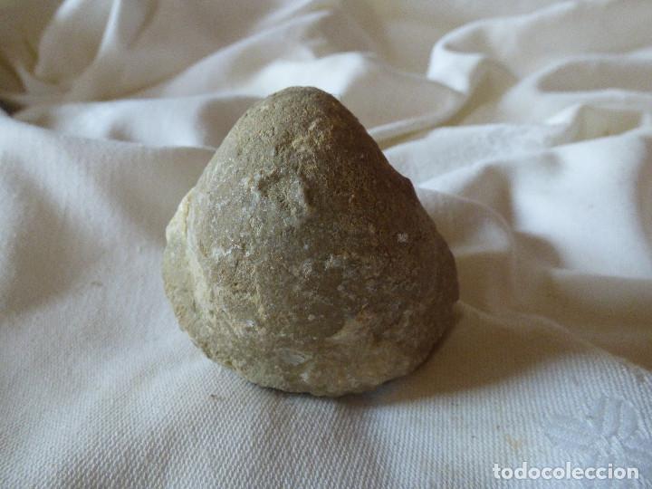 Coleccionismo de f&oacute;siles: Fosil,Bivalvo. - Foto 1