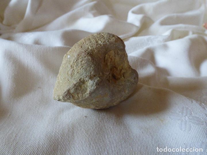 Coleccionismo de f&oacute;siles: Fosil,Bivalvo. - Foto 2