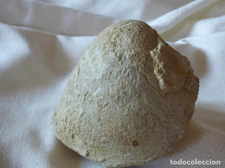 Coleccionismo de f&oacute;siles: Fosil,Bivalvo. - Foto 1