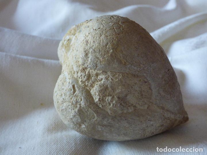 Coleccionismo de f&oacute;siles: Fosil,Bivalvo. - Foto 2