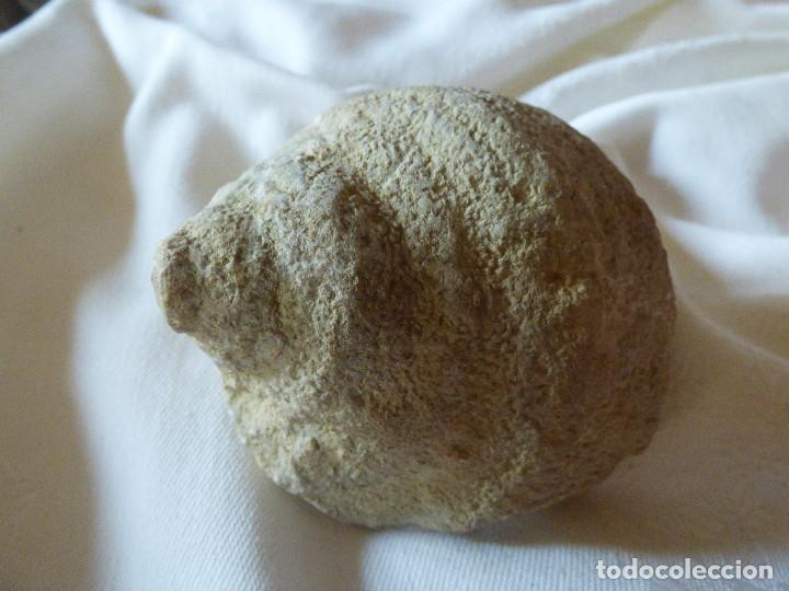 Coleccionismo de f&oacute;siles: Fosil,Gasteropodo. - Foto 1