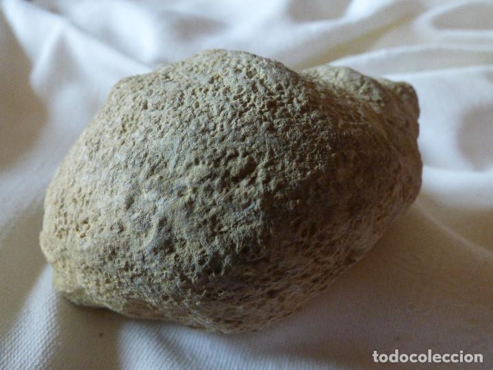 Coleccionismo de f&oacute;siles: Fosil,Gasteropodo. - Foto 2