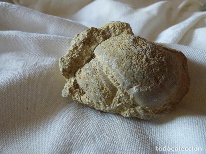 Coleccionismo de f&oacute;siles: Fosil,Gasteropodo. - Foto 3