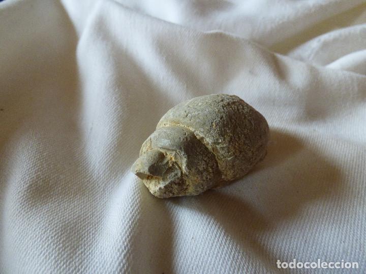 Coleccionismo de f&oacute;siles: Fosil,Gasteropodo. - Foto 1
