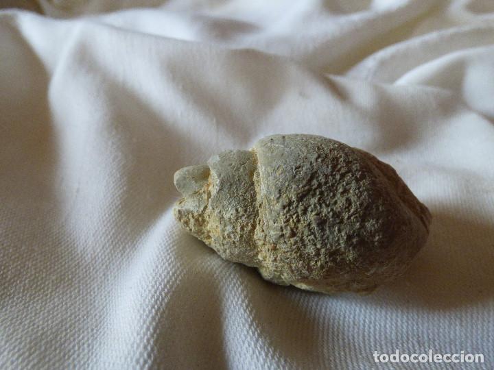 Coleccionismo de f&oacute;siles: Fosil,Gasteropodo. - Foto 2