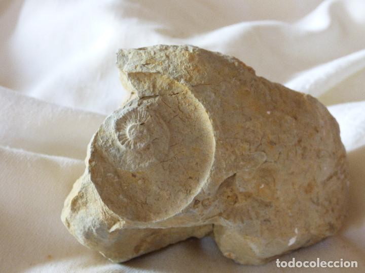 Coleccionismo de f&oacute;siles: Fosil,Amonite. - Foto 1