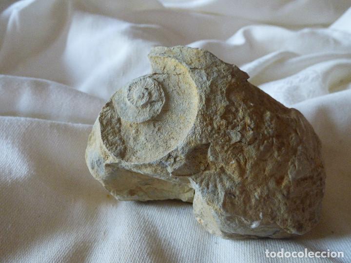 Coleccionismo de f&oacute;siles: Fosil,Amonite. - Foto 2
