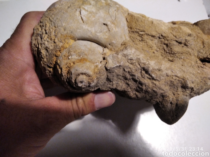Coleccionismo de f&oacute;siles: F&oacute;sil Caracol incrustado en roca - Foto 2
