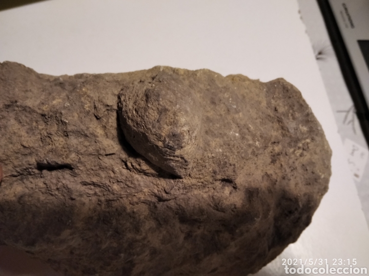 Coleccionismo de f&oacute;siles: F&oacute;sil Caracol incrustado en roca - Foto 4