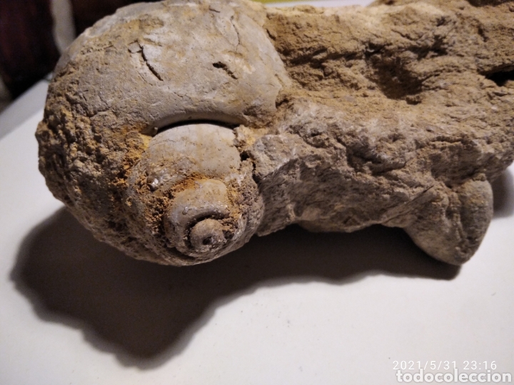 Coleccionismo de f&oacute;siles: F&oacute;sil Caracol incrustado en roca - Foto 10