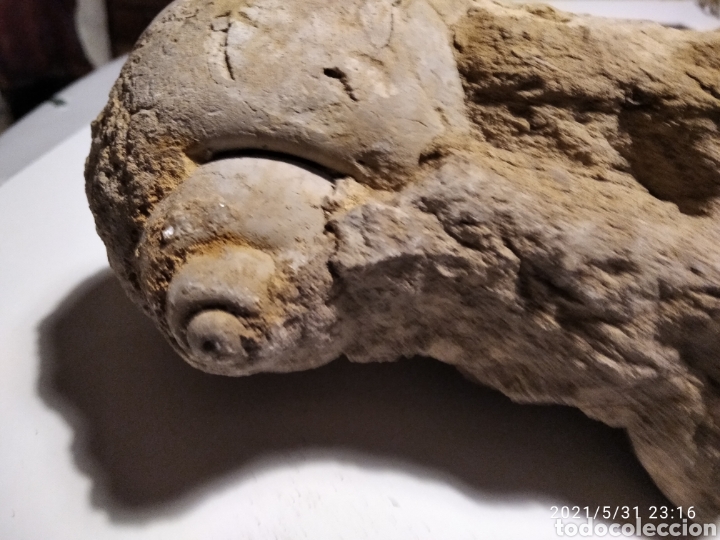 Coleccionismo de f&oacute;siles: F&oacute;sil Caracol incrustado en roca - Foto 11