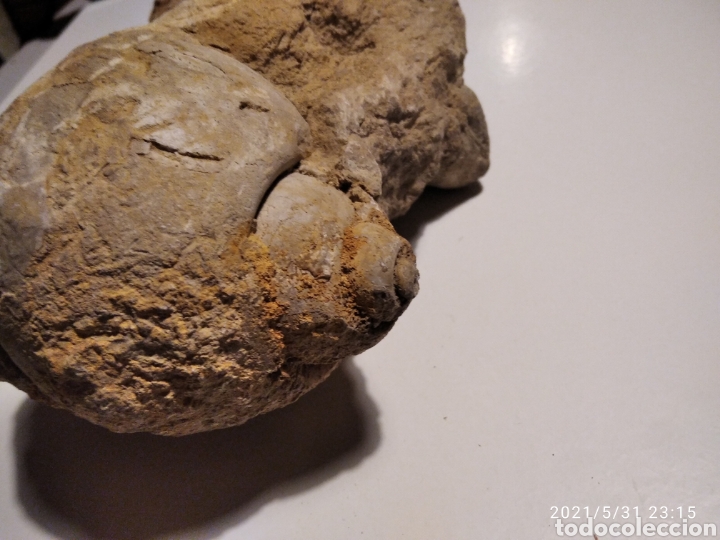 Coleccionismo de f&oacute;siles: F&oacute;sil Caracol incrustado en roca - Foto 12