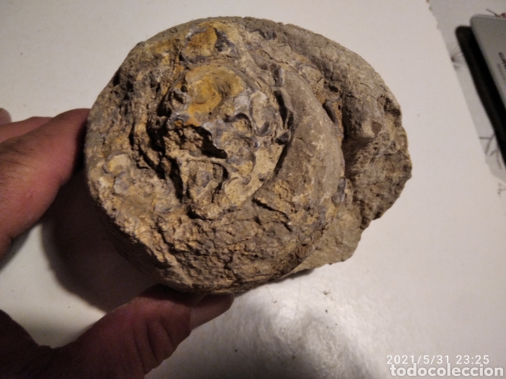 Coleccionismo de f&oacute;siles: F&oacute;sil Caracol - Foto 2