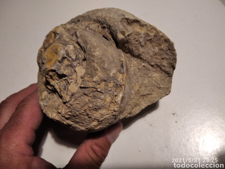 Coleccionismo de f&oacute;siles: F&oacute;sil Caracol - Foto 3