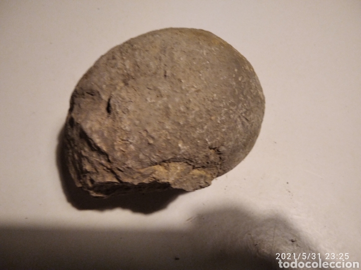 Coleccionismo de f&oacute;siles: F&oacute;sil Caracol - Foto 5