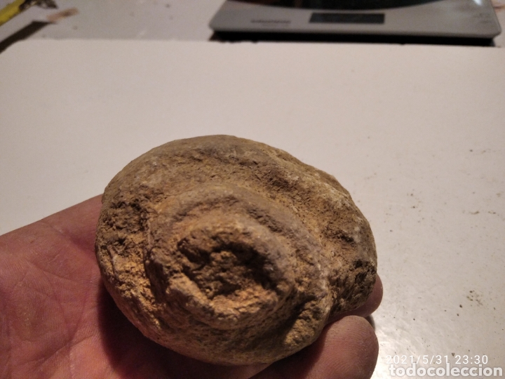 Coleccionismo de f&oacute;siles: F&oacute;sil Caracol - Foto 5