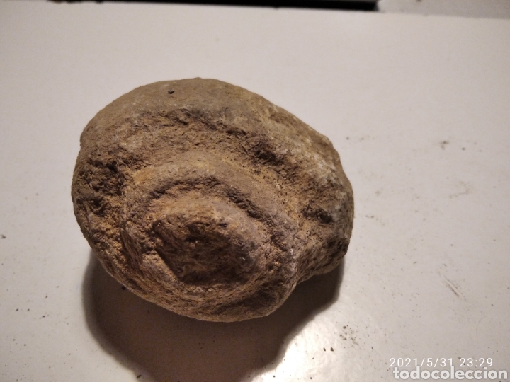 Coleccionismo de f&oacute;siles: F&oacute;sil Caracol - Foto 1