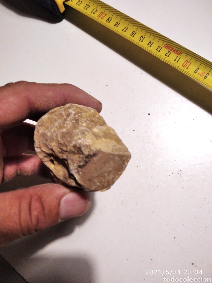 Coleccionismo de f&oacute;siles: F&oacute;sil caracola? - Foto 4