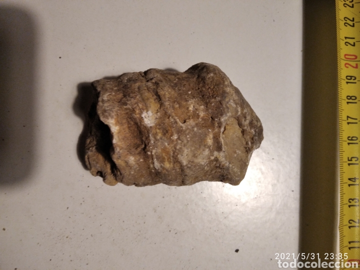 Coleccionismo de f&oacute;siles: F&oacute;sil caracola? - Foto 7