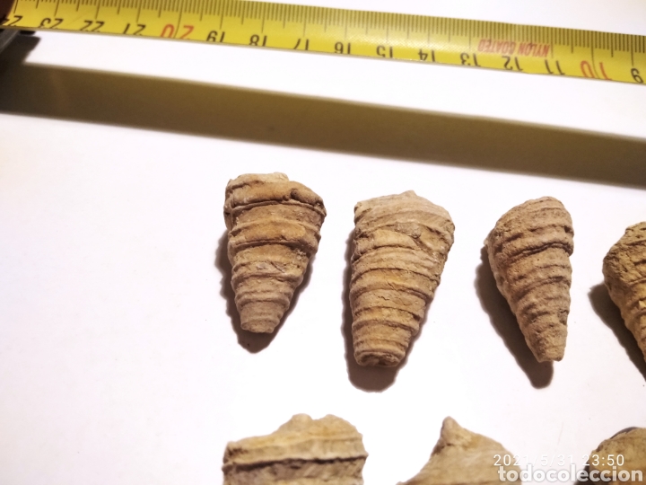 Coleccionismo de f&oacute;siles: Lote de 7 caracolas - Foto 2