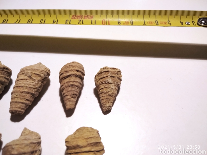 Coleccionismo de f&oacute;siles: Lote de 7 caracolas - Foto 3