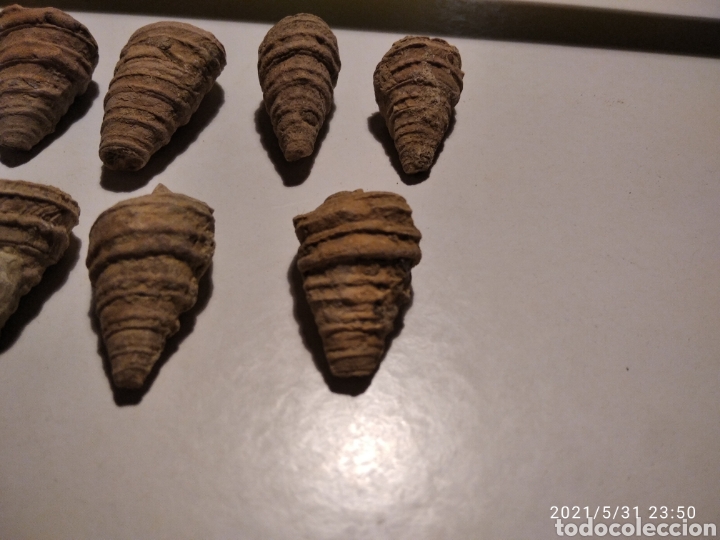 Coleccionismo de f&oacute;siles: Lote de 7 caracolas - Foto 4