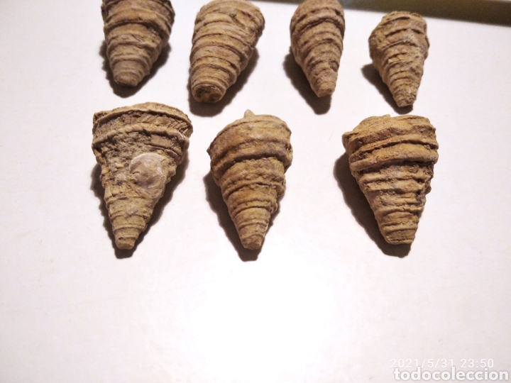 Coleccionismo de f&oacute;siles: Lote de 7 caracolas - Foto 5