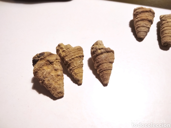 Coleccionismo de f&oacute;siles: Lote de 7 caracolas - Foto 6