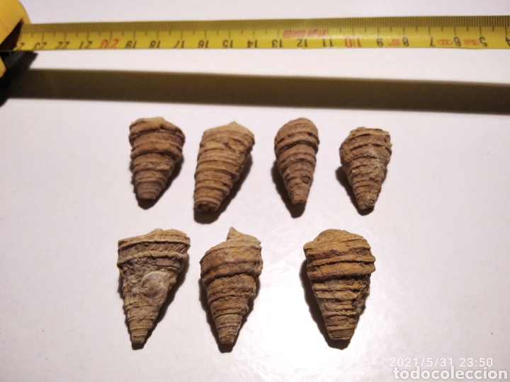 Coleccionismo de f&oacute;siles: Lote de 7 caracolas - Foto 1