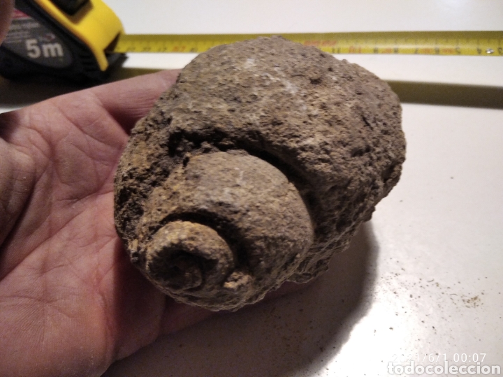 Coleccionismo de f&oacute;siles: F&oacute;sil Caracol - Foto 3