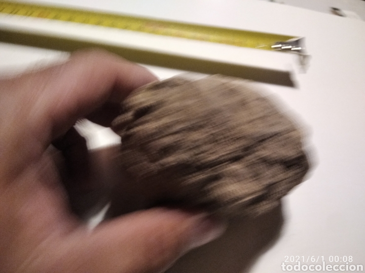Coleccionismo de f&oacute;siles: F&oacute;sil Caracol - Foto 9