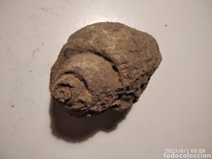 Coleccionismo de f&oacute;siles: F&oacute;sil Caracol - Foto 10