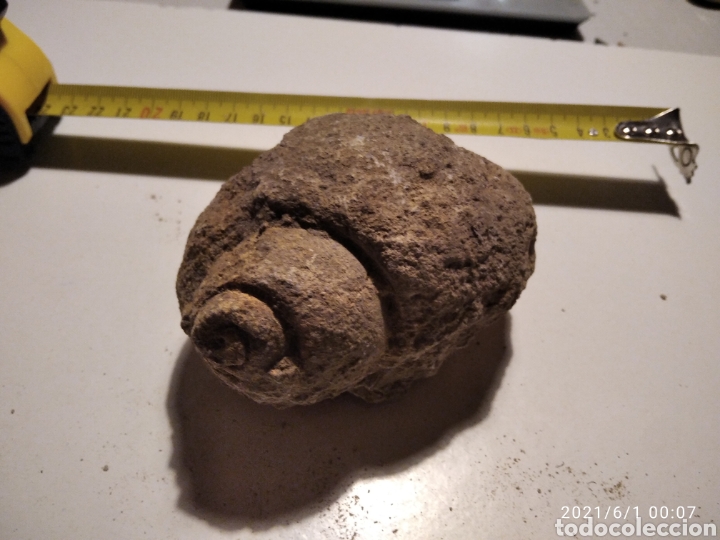 Coleccionismo de f&oacute;siles: F&oacute;sil Caracol - Foto 1