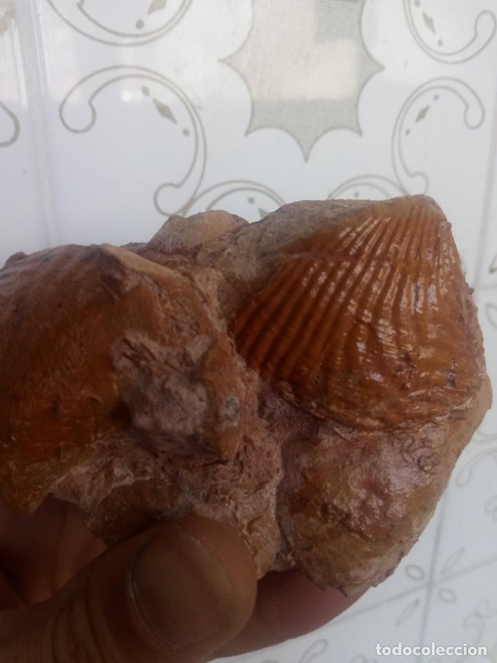 Coleccionismo de f&oacute;siles: F&oacute;sil sphaera corrugata - Foto 1