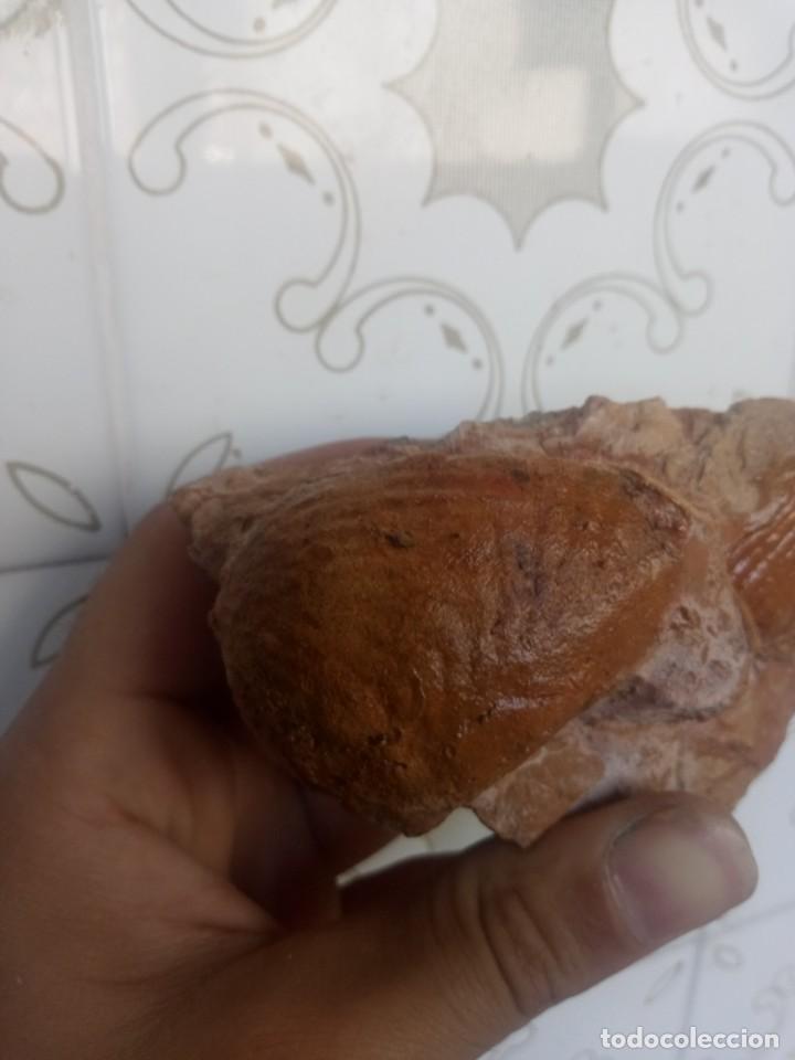 Coleccionismo de f&oacute;siles: F&oacute;sil sphaera corrugata - Foto 2