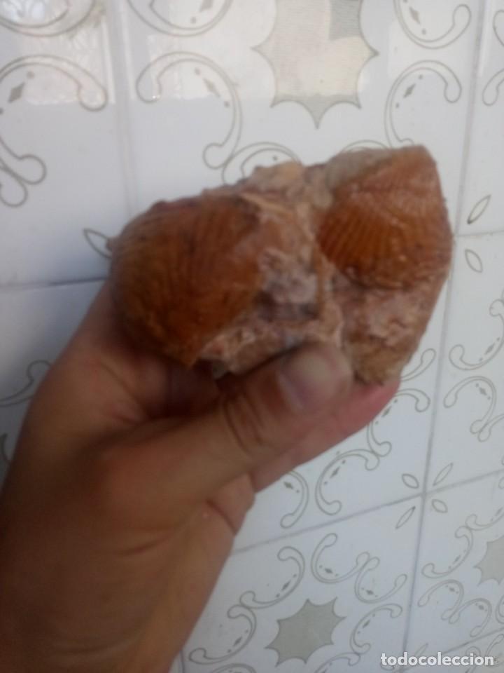 Coleccionismo de f&oacute;siles: F&oacute;sil sphaera corrugata - Foto 3