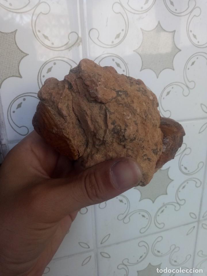 Coleccionismo de f&oacute;siles: F&oacute;sil sphaera corrugata - Foto 1
