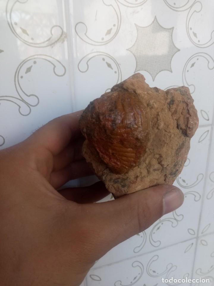 Coleccionismo de f&oacute;siles: F&oacute;sil sphaera corrugata - Foto 2