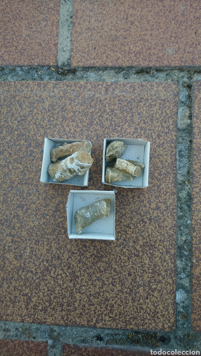 Coleccionismo de f&oacute;siles: F&oacute;siles - Foto 1