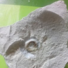 Coleccionismo de fósiles: AMMONITES AEGOCRIOCERAS SP.. Lote 284523863