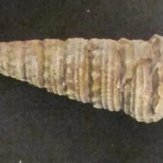 Coleccionismo de fósiles: EXCELENTE FOSIL DE GASTERÓPODO: CERITHIUM BROCHI. INN CA FOS1 -F23. Lote 285600023
