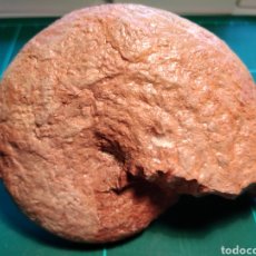 Coleccionismo de fósiles: AMMONITES FOSIL. JURÁSICO. EUROPA.. Lote 286258378