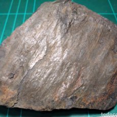 Coleccionismo de fósiles: FOSIL DE SIGILLARIA. CARBONIFERO. EUROPA.. Lote 291304128