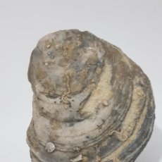 Coleccionismo de fósiles: OSTREA, BIVALVO. MIOCENO DE ALMERIA. Lote 292088483