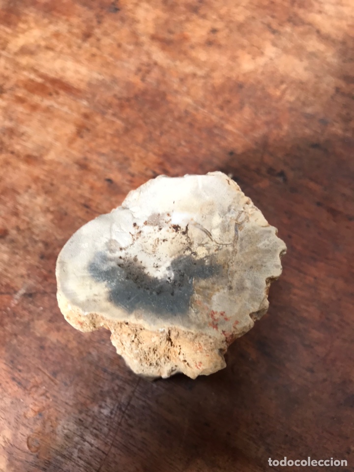 Coleccionismo de f&oacute;siles: Fosil madera - Foto 2