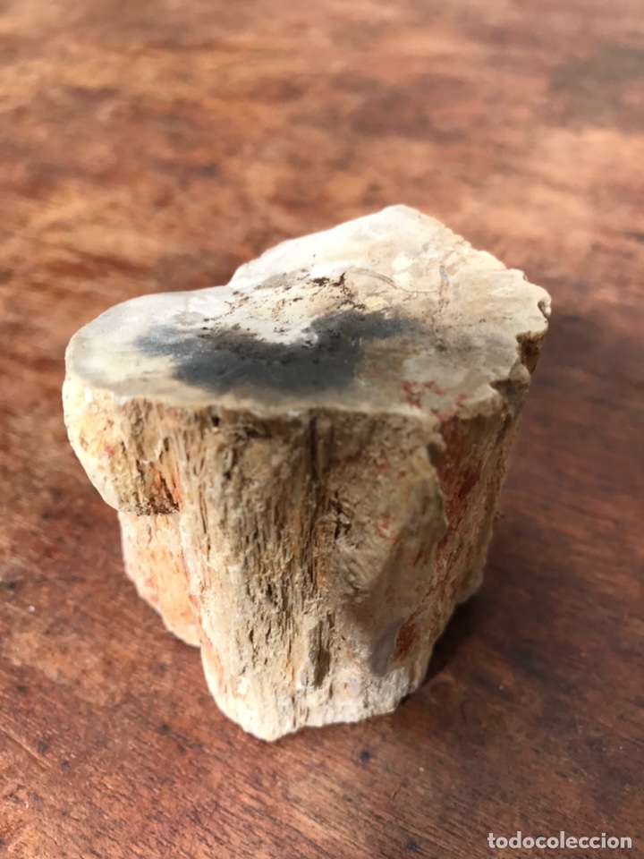 Coleccionismo de f&oacute;siles: Fosil madera - Foto 3