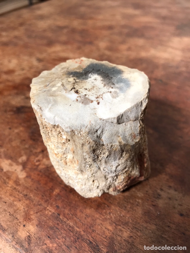 Coleccionismo de f&oacute;siles: Fosil madera - Foto 4